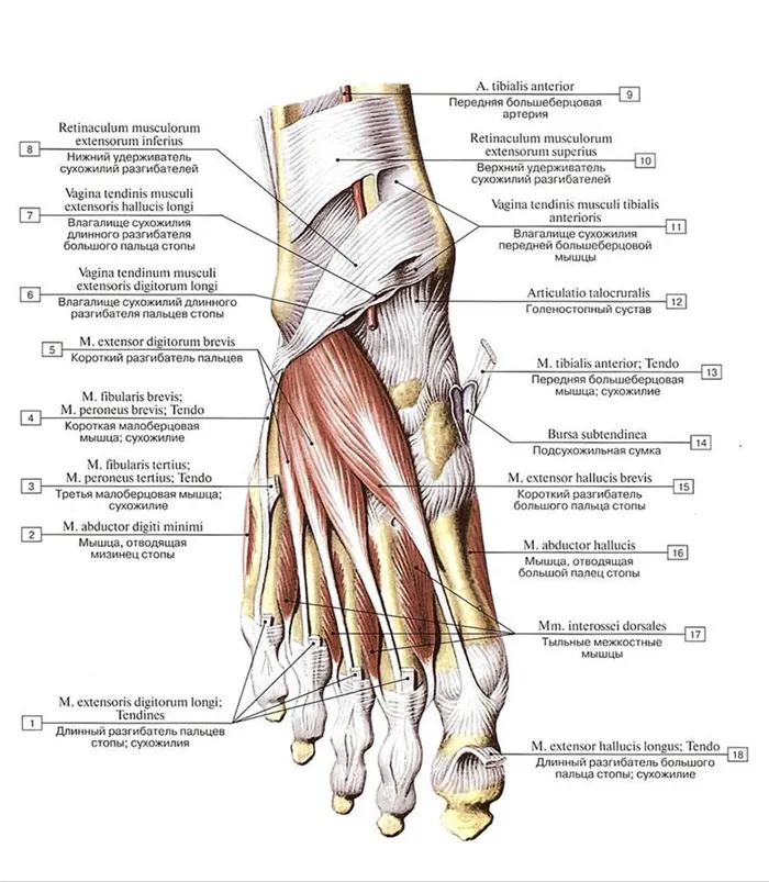 Поэтапная реабилитация после перелома. Как научиться ходить на пальцах? 2