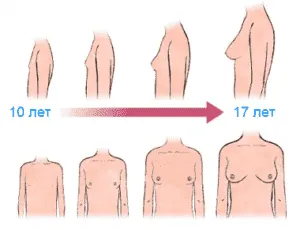 Изменение формы груди у девочки-подростка