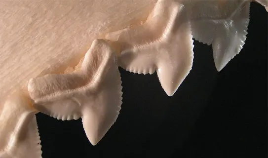 Зубы тигровой акулы 