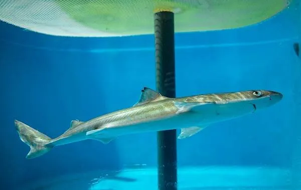 Катран-акула-Описание-особенности-виды-образ-жизни-и-среда-обитания-катрана-8