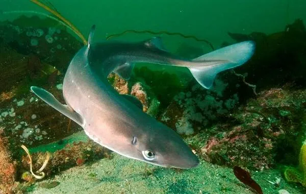 Катран-акула-Описание-особенности-виды-образ-жизни-и-среда-обитания-катрана-9