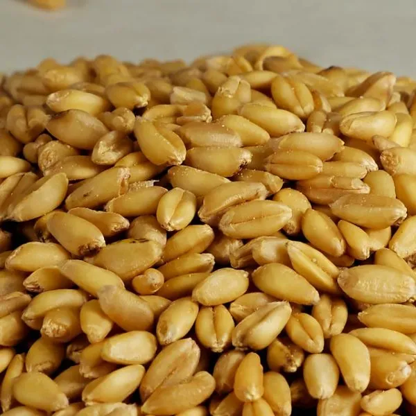 Пшеница без глютена (клейковины) пока не существует, но ученые работают над этим вопросом