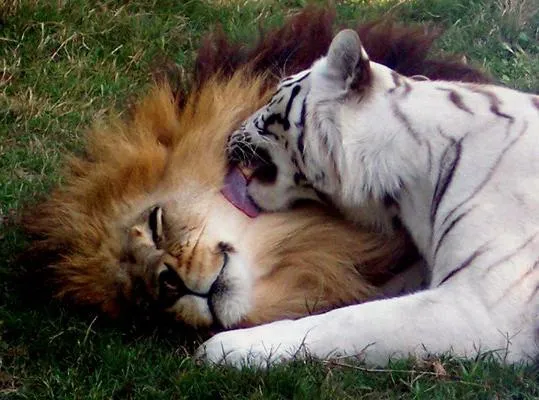 Кто опаснее — тигр или лев?