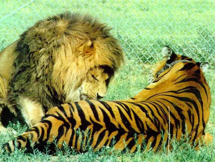 Кто быстрее — лев или тигр?
