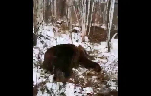 Слабонервным не смотреть: появилось видео с места убийства подростка медведем (видео 18+)