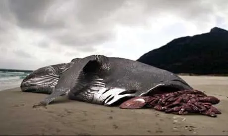 мертвая китовая акула
