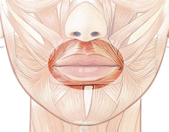 Упражнения для губ: комплекс для улучшения формы и обьема. Упражнения для губ чтобы были пухлыми. 4