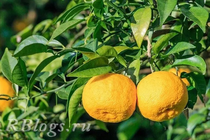 Спелые плоды юдзу на дереве