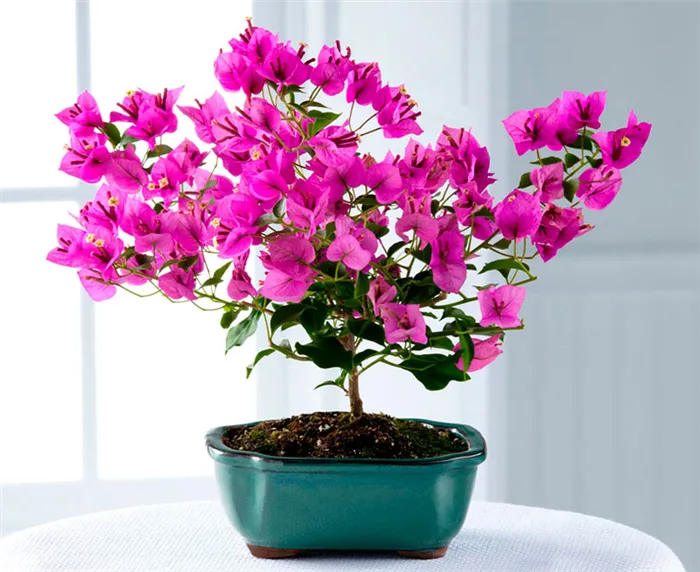 Цветок любви: комнатные растения, которые приносят в дом счастье