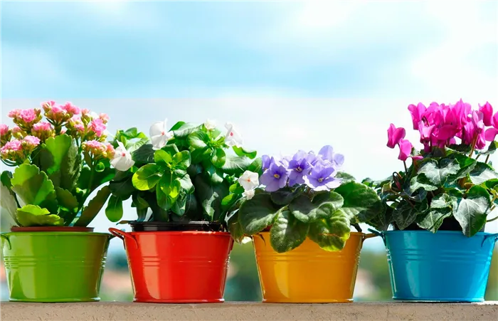 Цветы счастья: спатифиллум, антуриум, аихризон. Какие растения привлекают в дом счастье и любовь. Какие комнатные цветы приносят в дом любовь. 2