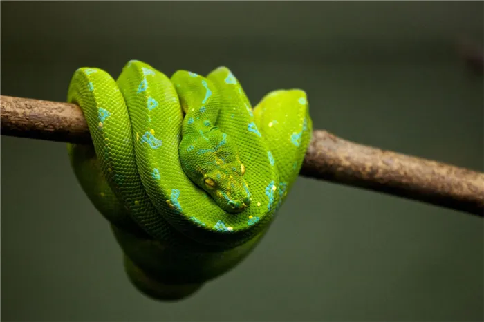 Зеленая Деревянная Змея