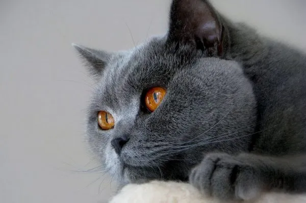 Серый кот лежит