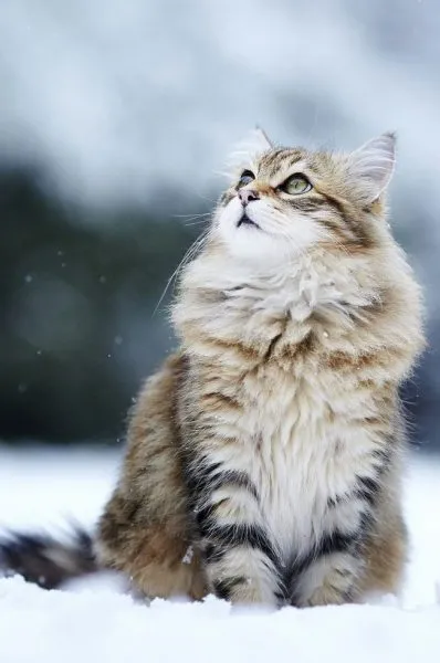 мохнатый кот сидит в снегу