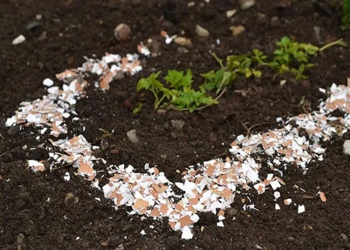 Как использовать яичную скорлупу как удобрение в огороде, саду – варианты применения. Какие растения любят яичную скорлупу для удобрения. 5