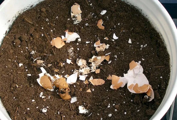 Подкормка почвы яичной скорлупой