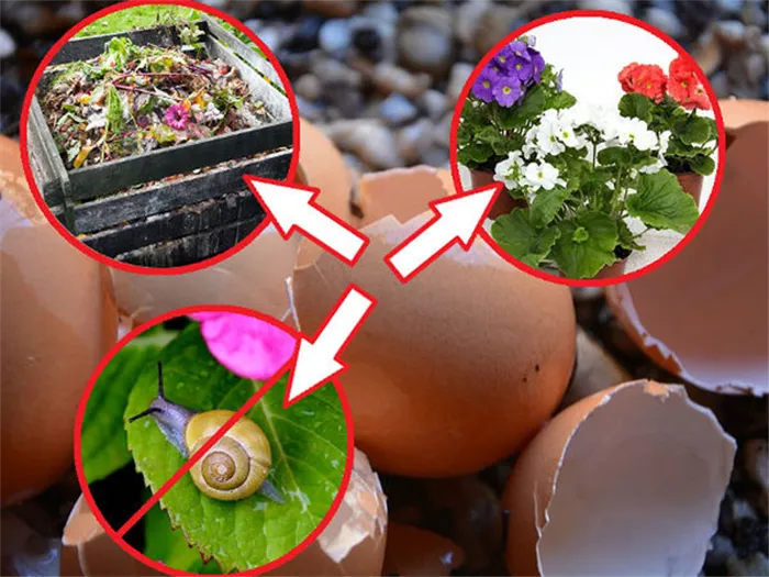 Как использовать яичную скорлупу как удобрение в огороде, саду – варианты применения. Какие растения любят яичную скорлупу для удобрения. 2