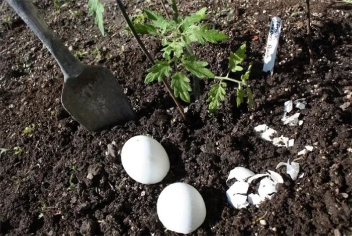 Как использовать яичную скорлупу как удобрение в огороде, саду – варианты применения. Какие растения любят яичную скорлупу для удобрения. 6