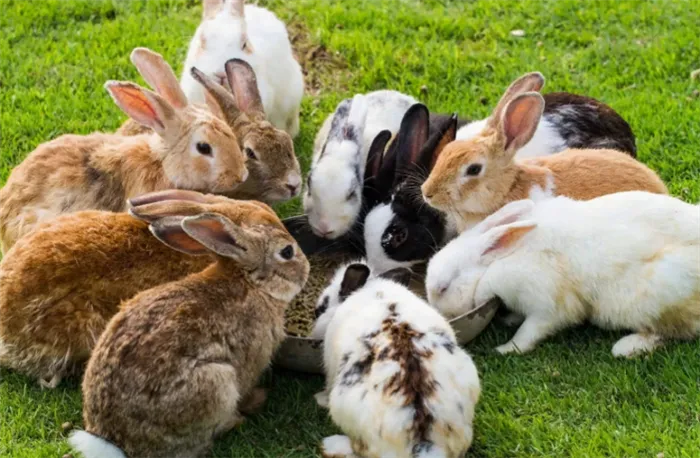 Цвета кроликов, которые можно включить в новогодний макияж