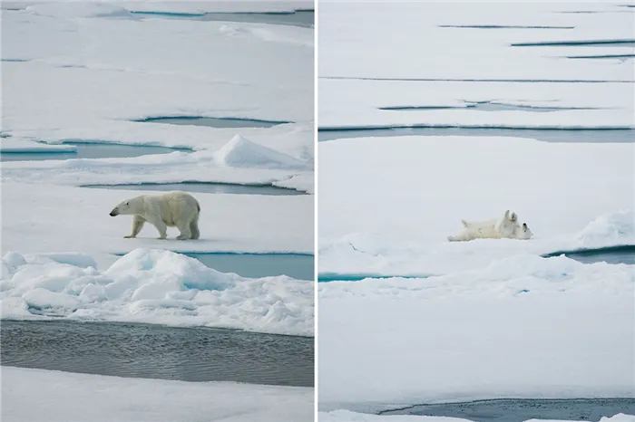 20 фактов о Северном полюсе, которые знают не все. Что можно увидеть на северном полюсе. 3