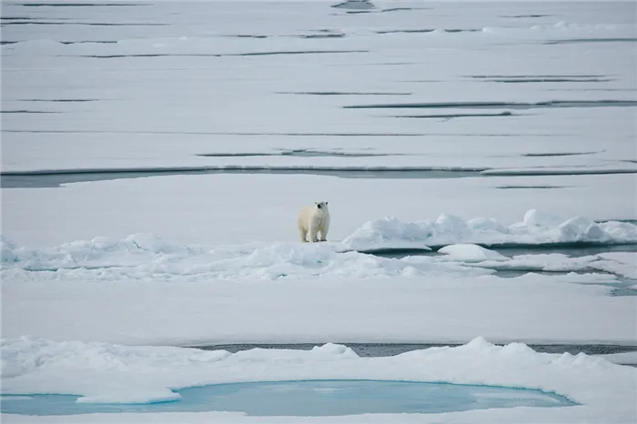 20 фактов о Северном полюсе, которые знают не все. Что можно увидеть на северном полюсе. 2