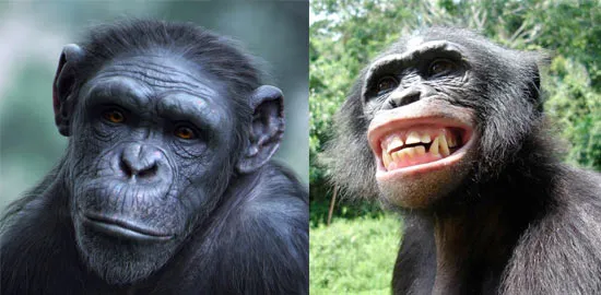 10 фактов о сходствах и различиях между человеком и шимпанзе