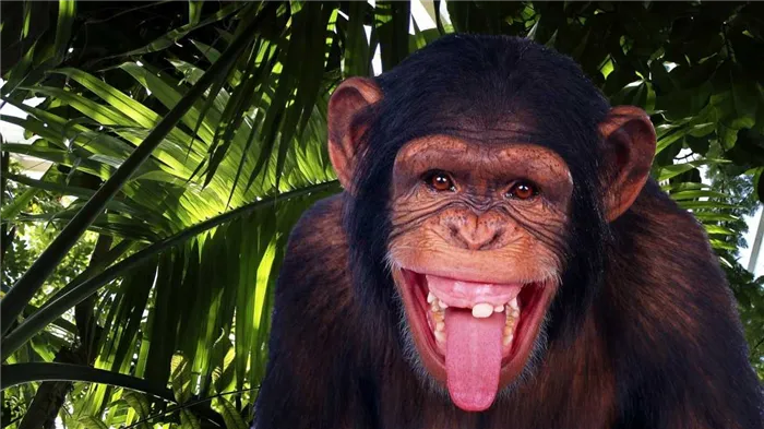 10 фактов о сходствах и различиях между человеком и шимпанзе. Что общего у человека и обезьяны. 4