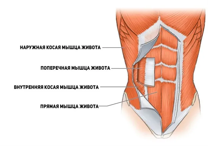 Особенности анатомии мышц живота
