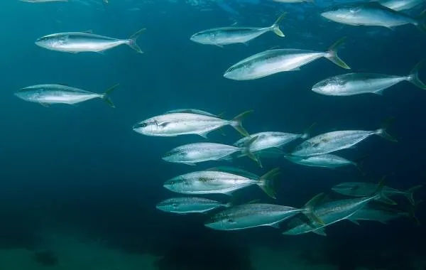 Лакедра-рыба-Описание-особенности-виды-образ-жизни-и-среда-обитания-лакедры-5