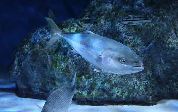 Лакедра-рыба-Описание-особенности-виды-образ-жизни-и-среда-обитания-лакедры-7