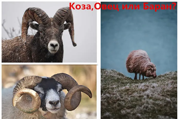 Год Козы,Овцы или Барана по китайскому календарю?