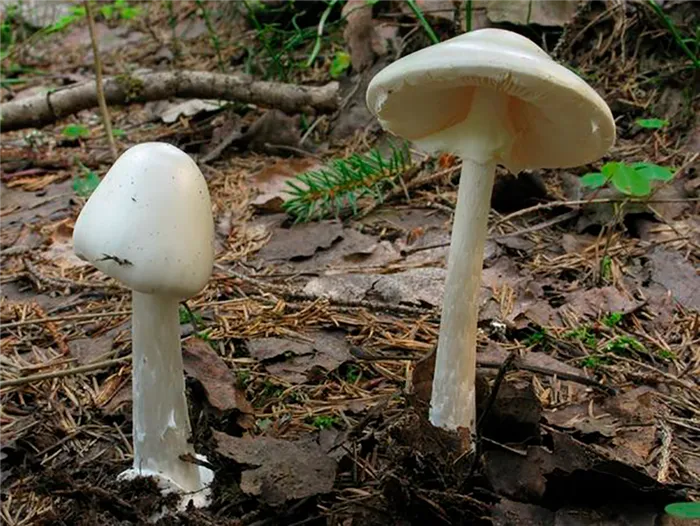 Грибной сезон: как сохранить здоровье. Почему ядовитые грибы нельзя уничтожать. 3