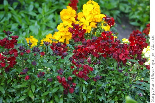 Цветет и благоухает лакфиоль или желтофиоль, фото автора