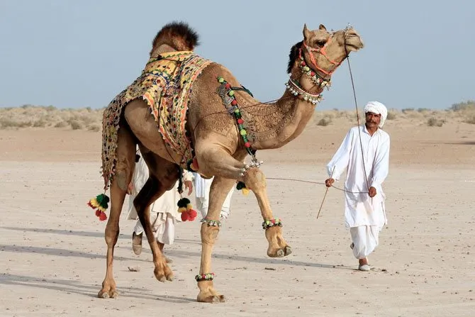1500 самых крутых кличек для верблюдов мальчиков и девочек. Верблюд девочка как называется. 2