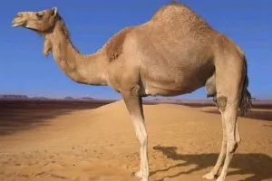 Верблюд дромадер в пустыне