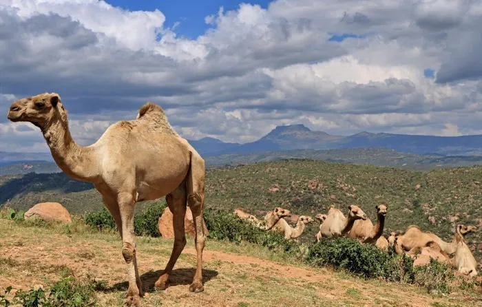 Одногорбый верблюд, дромедар, дромадер, арабиан фото