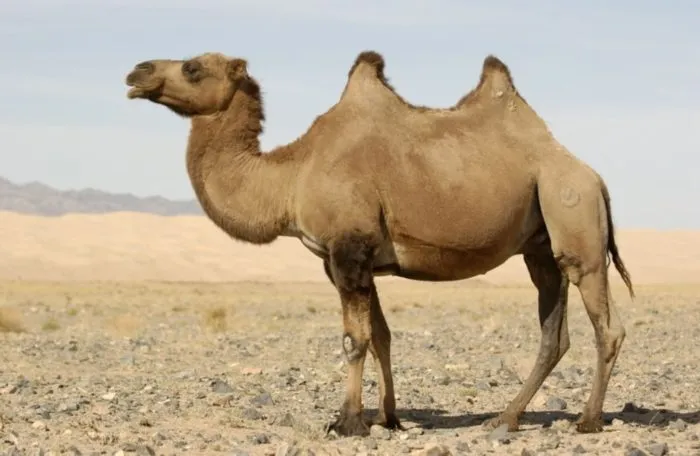 Двугорбый верблюд, бактриан фото