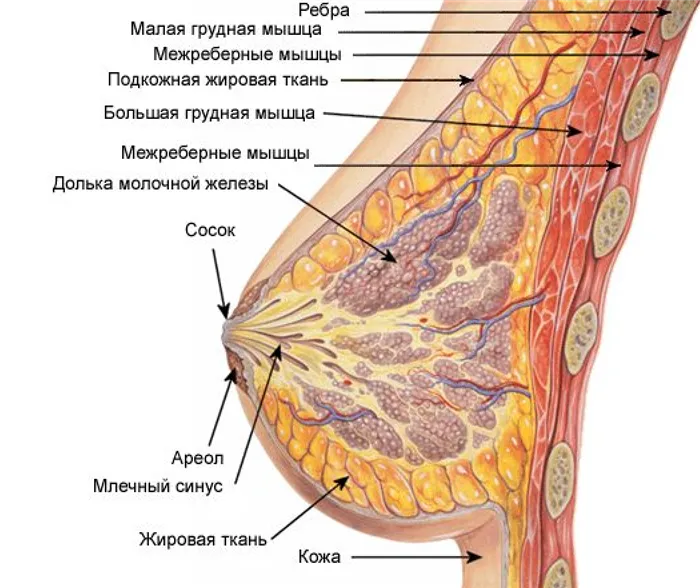 Факты о женской груди, как выглядит 3 размер бюста. Бюст это какая часть тела у женщин. 2
