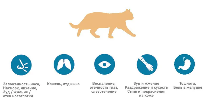 Лечение аллергии на кошек. Как избавиться от аллергии на кошек. 2