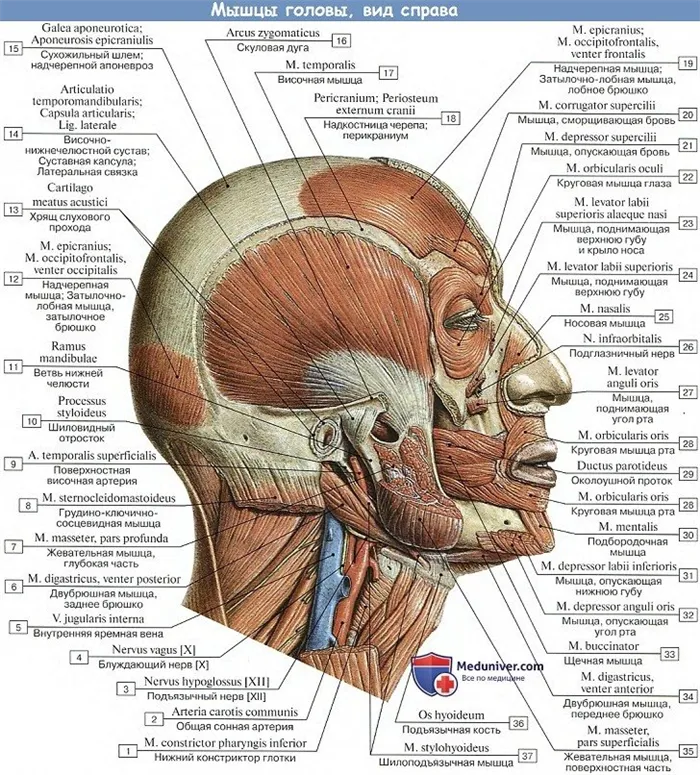 Анатомия: Мышцы головы, вид справа
