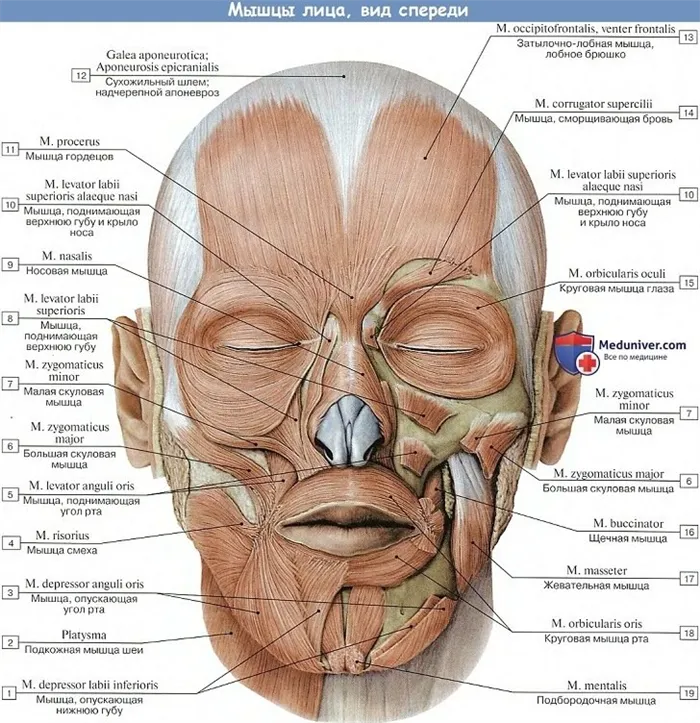 Анатомия: Мышцы лица