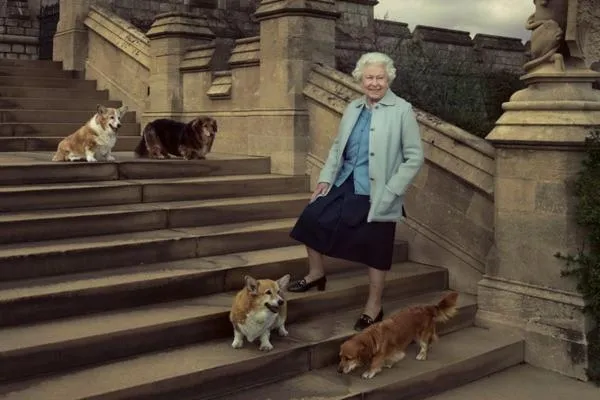 Выяснилось, кто будет заботиться о собаках королевы Елизаветы II после ее смерти: все о королевских питомцах. Сколько собак у елизаветы 2. 8