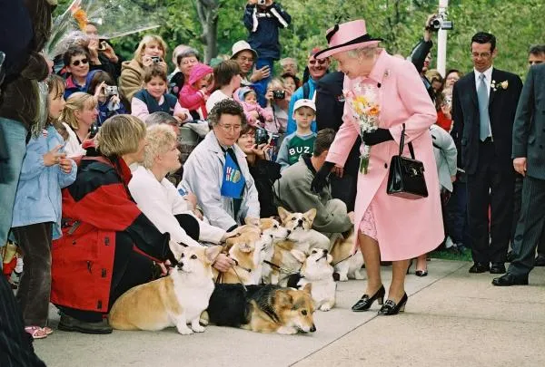 Выяснилось, кто будет заботиться о собаках королевы Елизаветы II после ее смерти: все о королевских питомцах. Сколько собак у елизаветы 2. 7