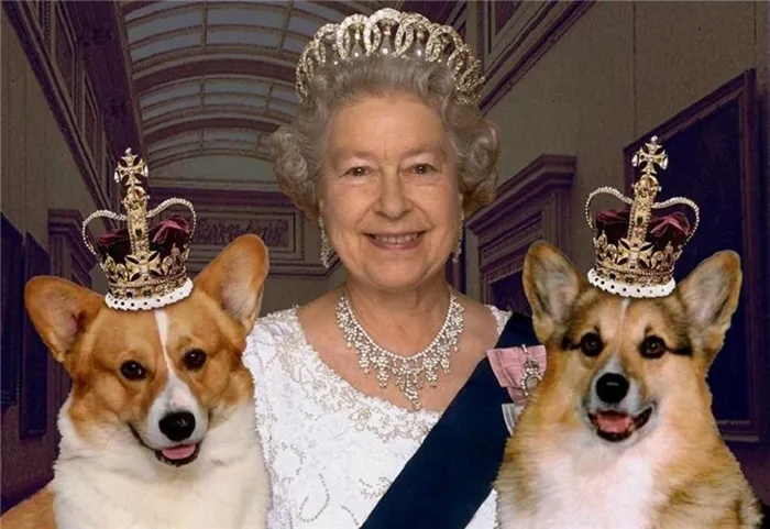 Выяснилось, кто будет заботиться о собаках королевы Елизаветы II после ее смерти: все о королевских питомцах. Сколько собак у елизаветы 2. 2