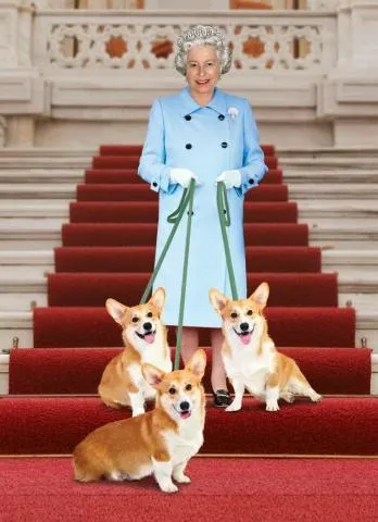 Выяснилось, кто будет заботиться о собаках королевы Елизаветы II после ее смерти: все о королевских питомцах. Сколько собак у елизаветы 2. 5