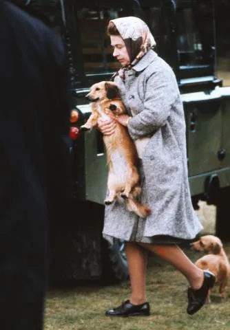 Выяснилось, кто будет заботиться о собаках королевы Елизаветы II после ее смерти: все о королевских питомцах. Сколько собак у елизаветы 2. 10