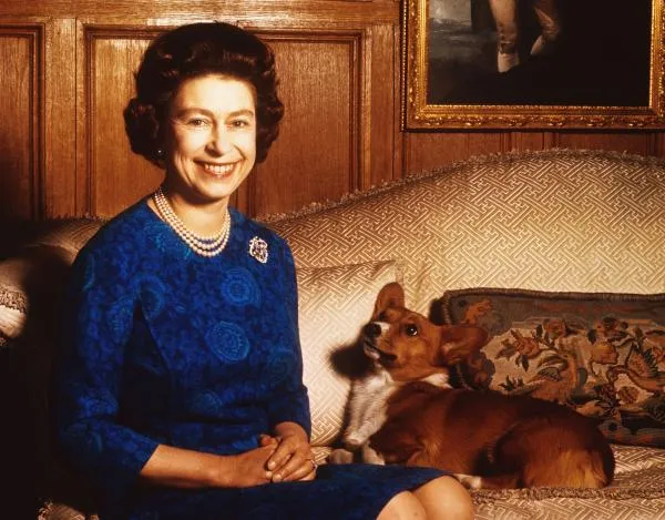 Выяснилось, кто будет заботиться о собаках королевы Елизаветы II после ее смерти: все о королевских питомцах. Сколько собак у елизаветы 2. 13