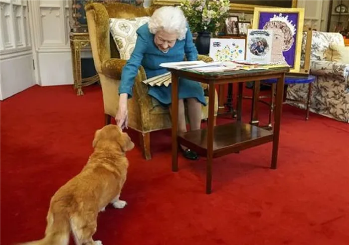 Выяснилось, кто будет заботиться о собаках королевы Елизаветы II после ее смерти: все о королевских питомцах. Сколько собак у елизаветы 2. 3