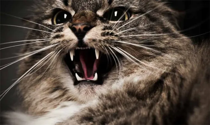 Чем опасны кошки и какие из них самые агрессивные? В мире существует около 200 пород кошек и некоторые из них очень агрессивные. Фото.