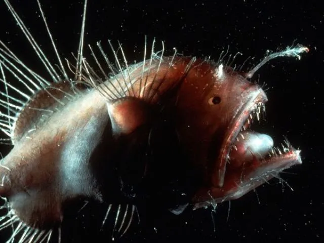 10 самых жутких глубоководных тварей (22 фото)