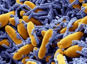 Что такое микробиом и зачем о нем знать. Где больше всего микробов. 2